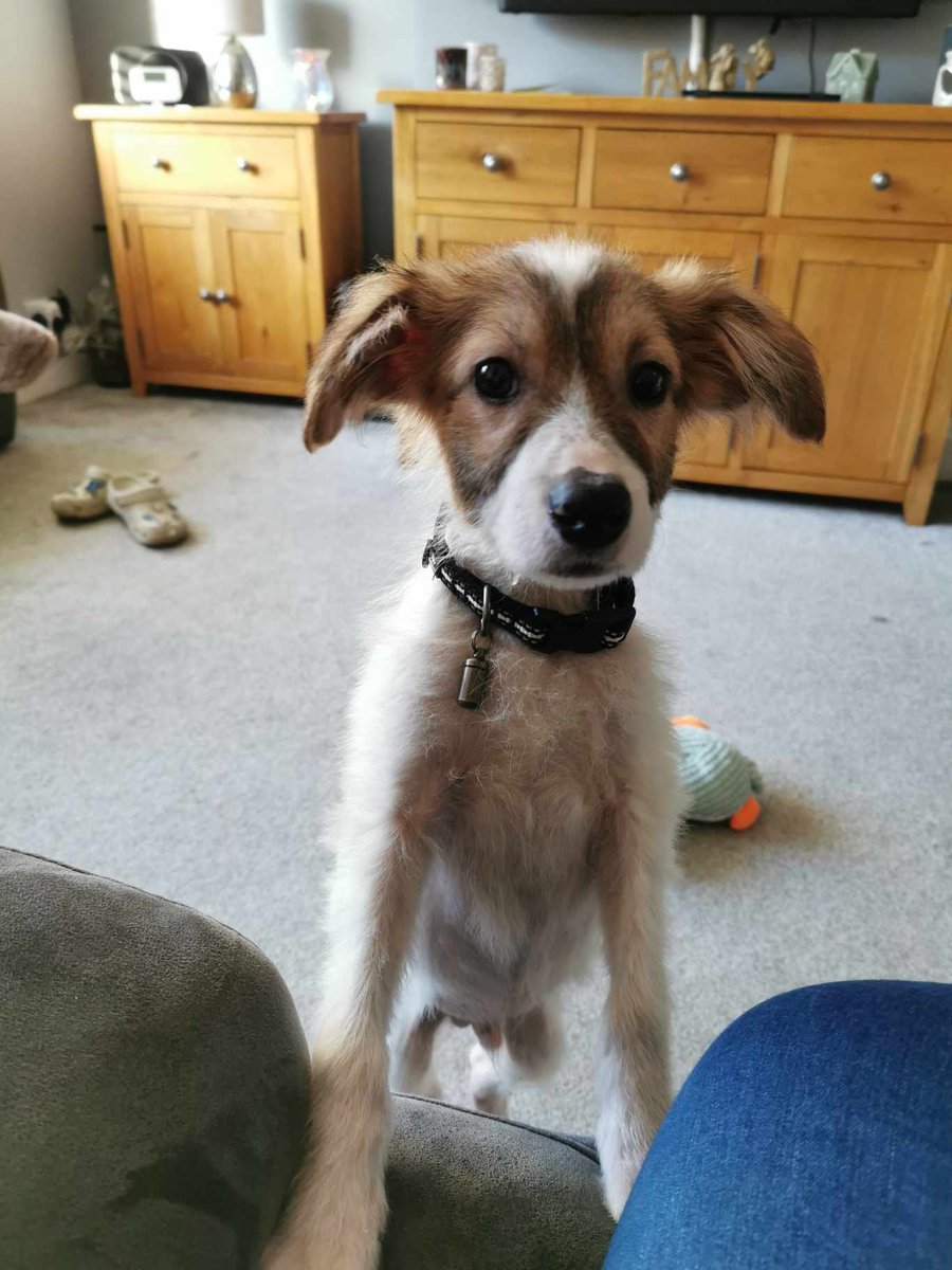 @VisitBuxton @VisitEnglandBiz @vpdd Nelix would love to visit the High Street when he finds his forever family. He is 5 months old and is in foster in #Derbyshire  Nelix is your typical pup, loves playing and is into everything He's such a happy content boy, loves kids, other dogs and fusses
finalstoprescue.co.uk/adoption-form/