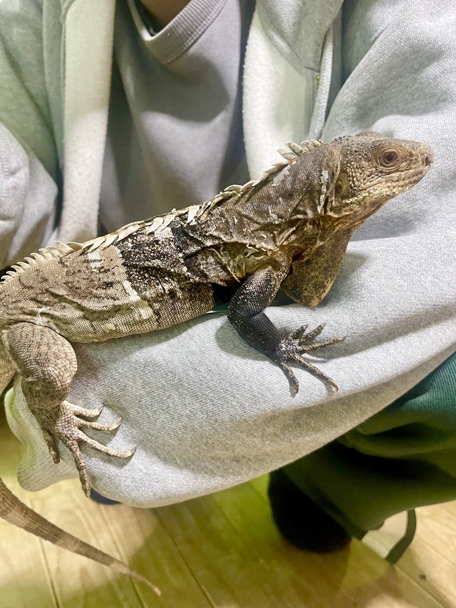 ᗩᑎᔕᗩᑎ on X