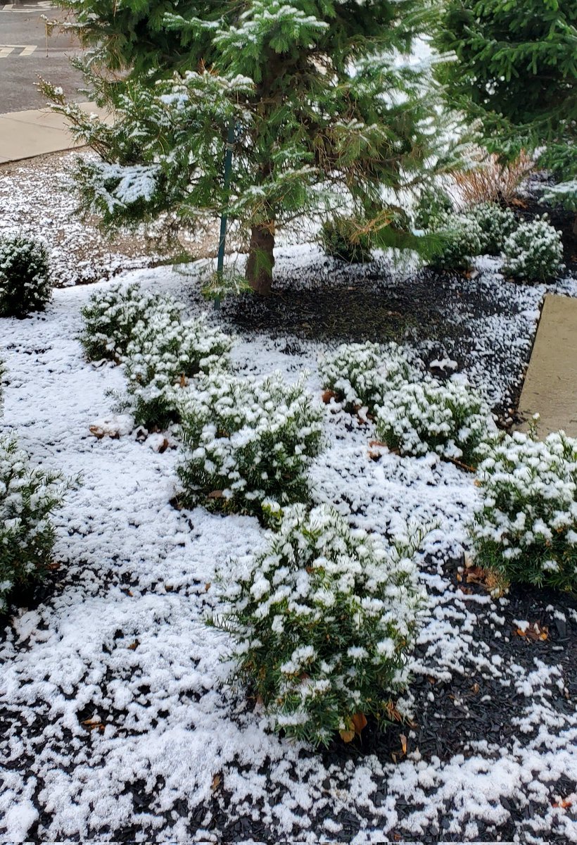 IndianBeauty143's tweet image. Someone toss me an apple...
#CriesInToronto #SecondWinter #SpringOfDeception