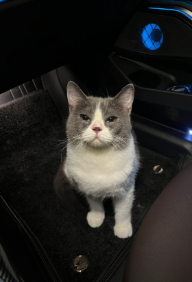 Take your cat on a trip🐈
