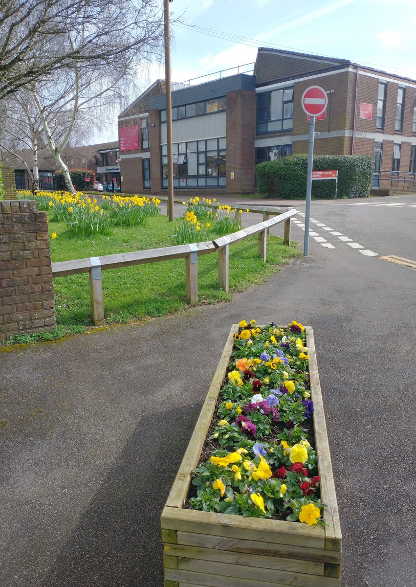 CGSScience's tweet image. Today is the Spring Equinox. We have the most beautiful daffodils at the front of CGS signalling the start of Spring @CGSBucks