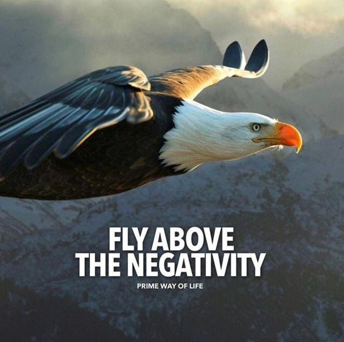 rechpauline's tweet photo. Good morning! Rise up come up above everything &amp; fly over the negativity it's the prime of life. Live your life above &amp; not beneath on the top &amp; not the bottom #riseup #comeup #aboveeverything #overitall #overnegativity #helpinthehouse #solutionist #iamanigredient #JusticeGeneral https://t.co/Q3XqrwgyEO