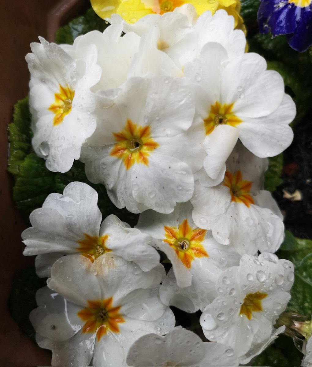 Petrolheadsarah's tweet image. Happy Vernal Spring Equinox folks from a wet Cheshire!
📷 @Petrolheadsarah #VernalEquinox #SpringEquinox #SpringRain #SpringFlowers #Primulas ☔🌧️🌱💮🌼🌺🌸