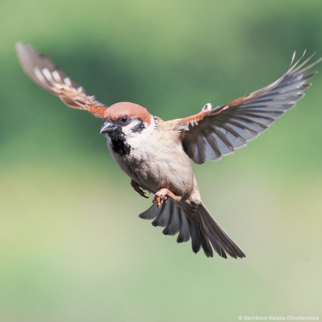 🐦 Happy World Sparrow Day! 🐦 Today, we celebrate the importance of sparrows in our ecosystems around the world. These tiny birds play a crucial role in maintaining ecological balance through seed dispersion and nutrient recycling. Let's appreciate the beauty of sparrows and