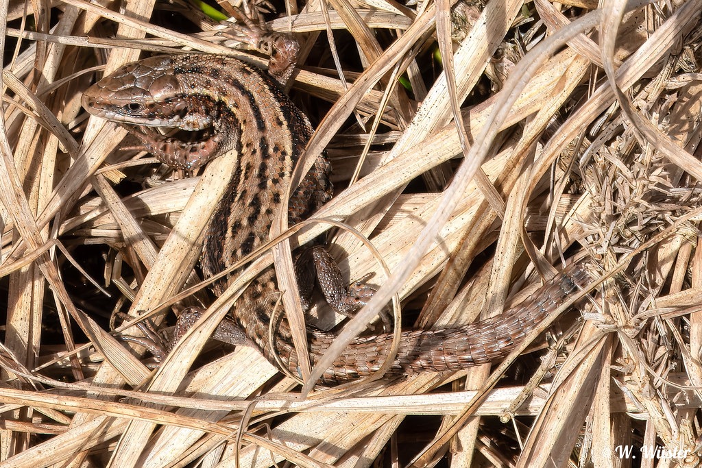 Spring time - and on sunny days, our local reptiles are out and about catching some rays! Want to learn more? Why not join us and study our unique Zoology with #Herpetology degree at @BangorUni @BangorBioZoo @BangorSNS? More info at bangor.ac.uk/courses/underg…