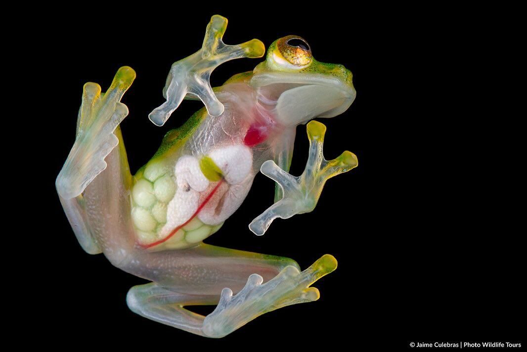Today is #WorldFrogDay Show us some cool #frogs you have seen. 🐸😎 🐸: Atrato Glass Frog 𝘏𝘺𝘢𝘭𝘪𝘯𝘰𝘣𝘢𝘵𝘳𝘢𝘤𝘩𝘪𝘶𝘮 𝘢𝘶𝘳𝘦𝘰𝘨𝘶𝘵𝘵𝘢𝘵𝘶𝘮 Photo: © @Jaime_Culebras