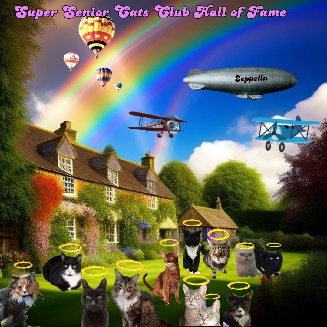 @SirenBlackCat @AliDiva_ @NettsMary I am so sorry 😿 she was met by the Welcoming Committee and shown to the VIP members area of the 🌈Hall of Fame 🌈 and the best cushion at the #SuperSeniorCatsclub 😿🌈