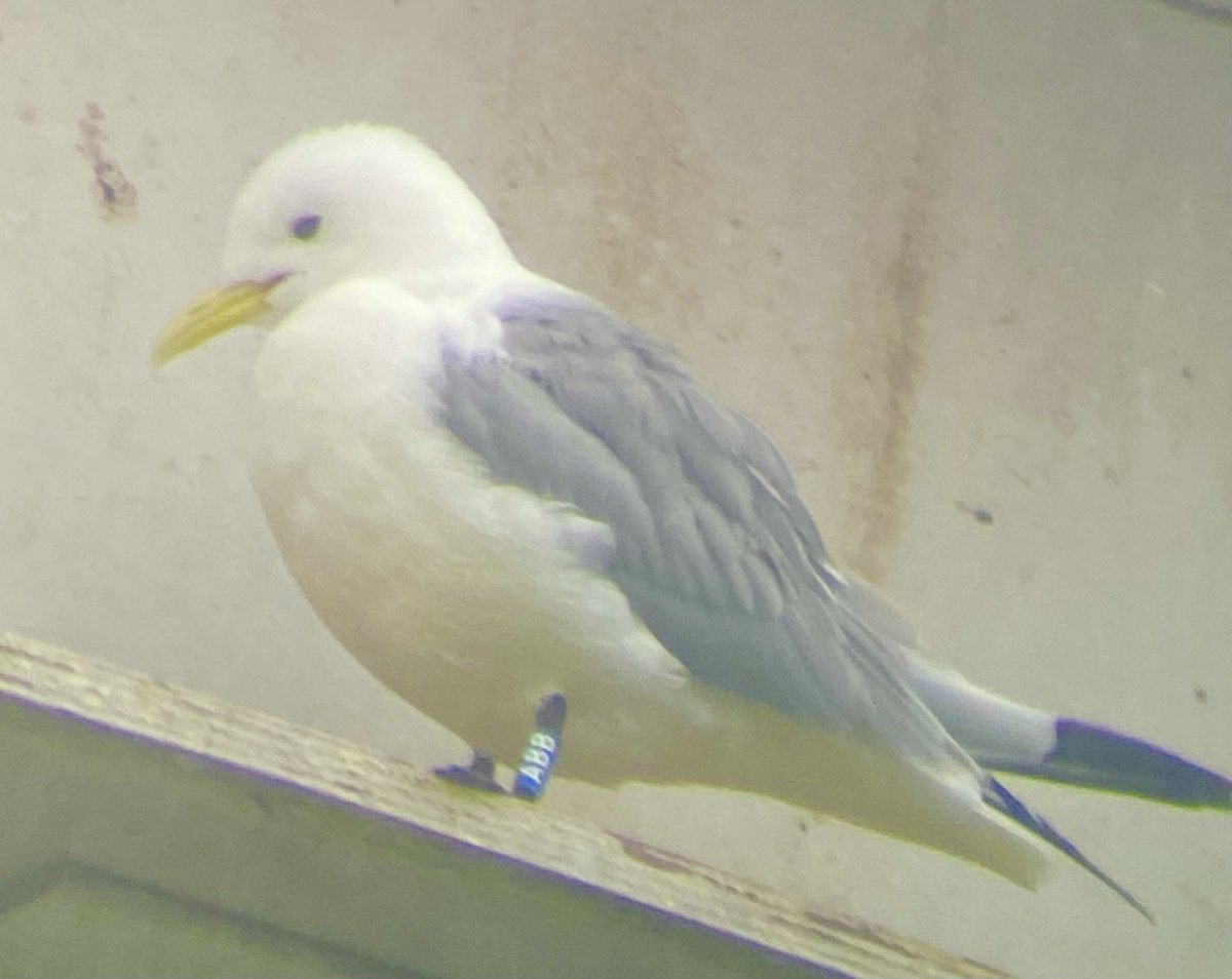 Gateshead Saltmeadows this morning c40 Kittiwakes back and forth from loafing and preening in the Tyne to the tower ledges. 11 rings read including ABB and ABR ringed at the tower in 2018 and present every year since. @TyneKittiwakes @KittiwakesTyne @DanT_Coast @nathali28793502