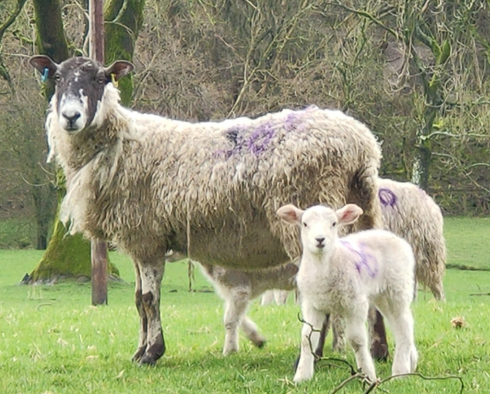 Its #InternationalHappinessDay AND the first day of spring 'astronomically speaking' the lambs are about and afoot in the #YorkshireDales  metoffice.gov.uk/weather/learn-…