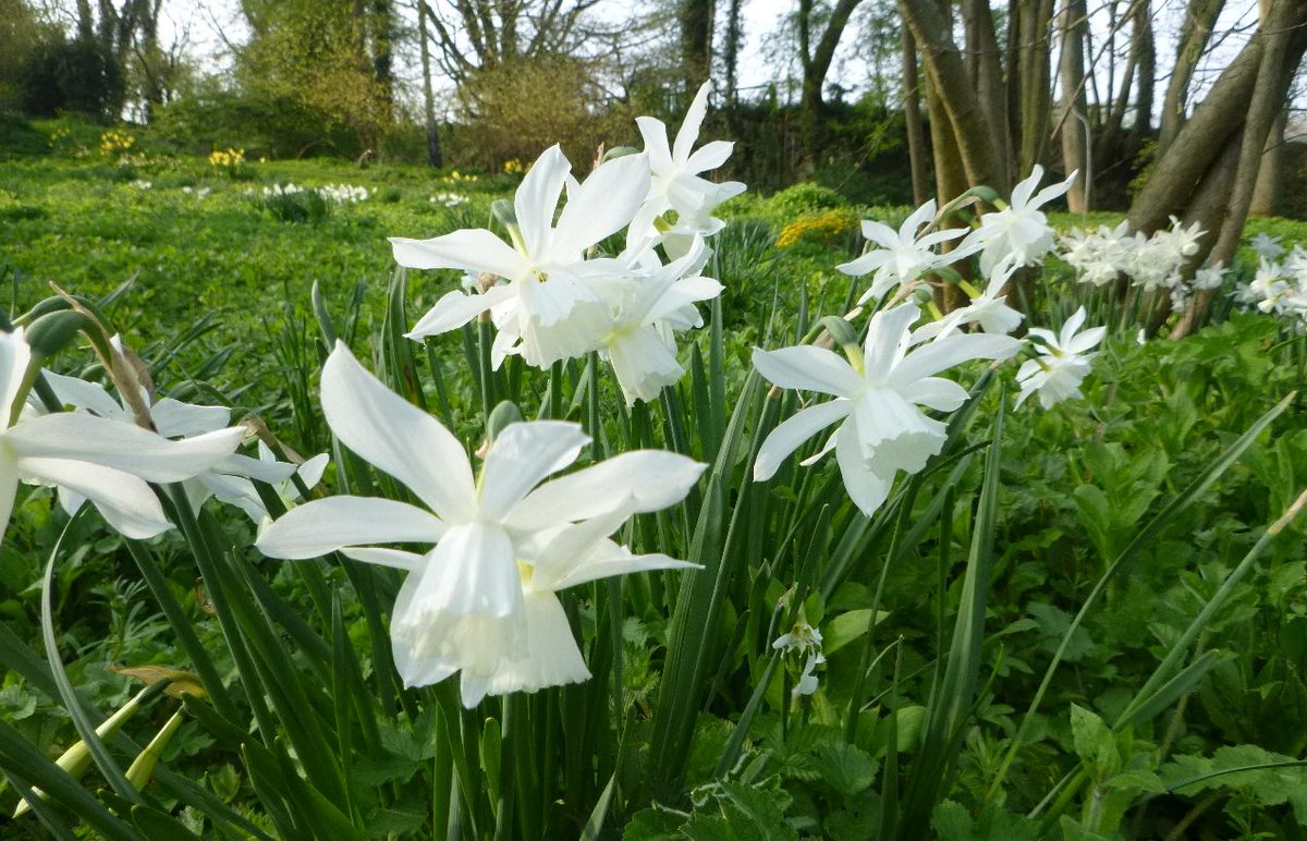 Books, Blooms and Bric-à-Brac at Shandy Hall. Free event, 23rd & 24th March 11am – 4pm #Daffodils and pop-up shop #opengarden #popupshop #books laurencesternetrust.org.uk/event/books-bl… @theyorkmix @BBCYork @HelloYorkshire @Yorkshiredays @gazetteherald @York360 @Thirskinfo @NorthYorkMoors