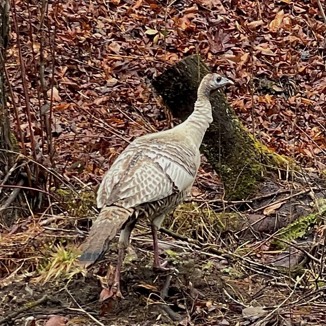 Did you know that wild turkeys can have different color phases? The smoke color phase, also called leucism, can be found in wild turkeys in the park. Leucism is the partial loss of pigment in an animal, causing it to appear whiter. Photo Credit: Kenzie Connor