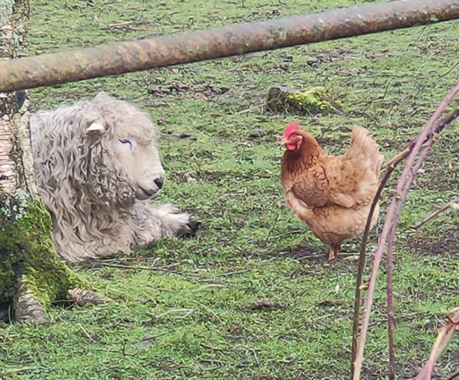On #InternationalDayOfHappiness 'togetherness' is the theme, promoting conversation, reaching out, really listening and sharing life's ups and downs...Sheep do it, chickens do it, lets all do it #HappierTogether