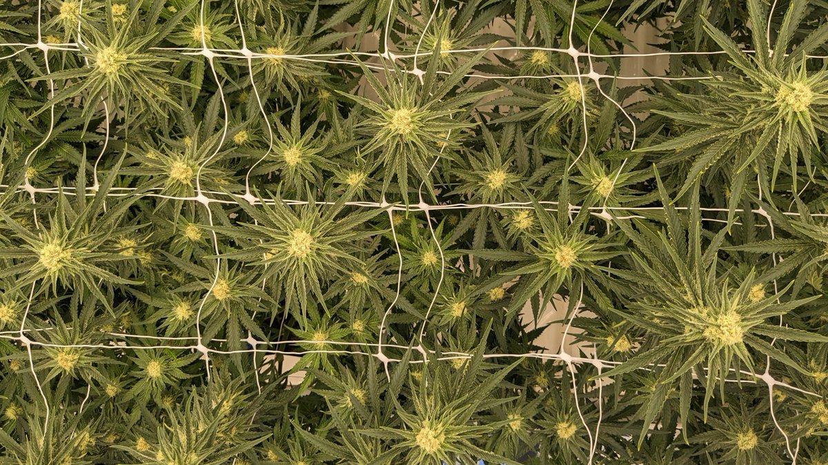 Twinkle twinkle little star...