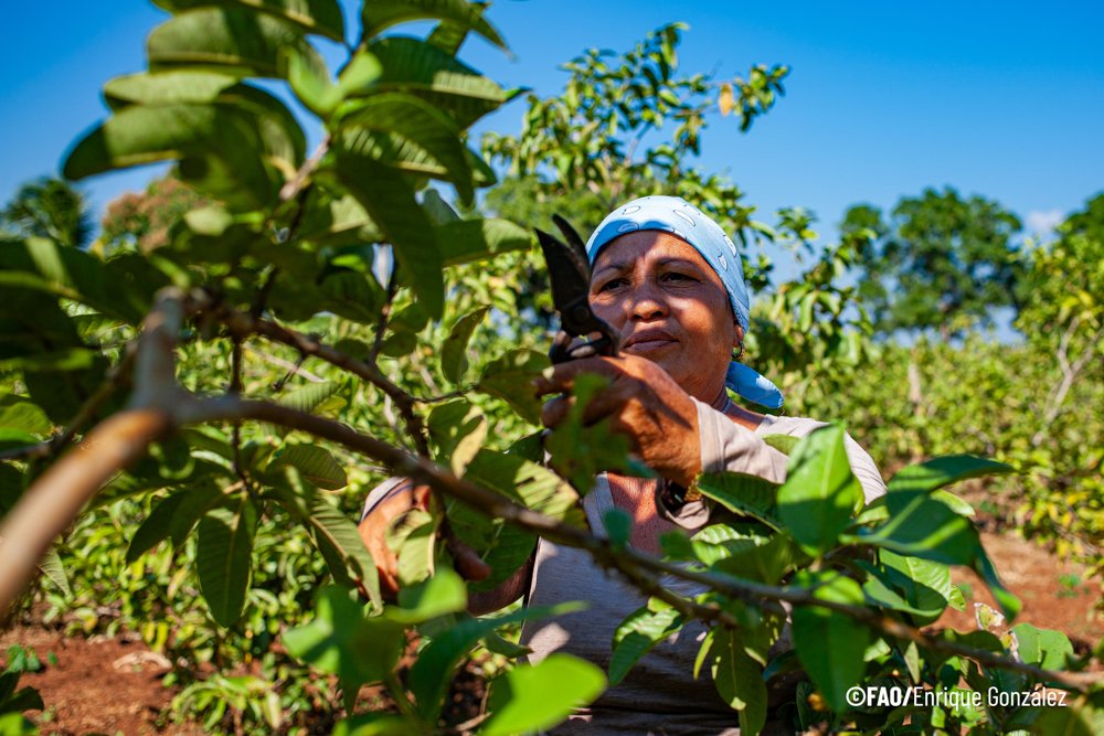 Apoyar el empoderamiento económico de las mujeres, también en las comunidades rurales 🏕️. #ConEllas estamos en empresas, proyectos innovadores, cooperativas, fincas del sector agrícola...🟣🟣🟣 CR de @ONU_Cuba, sobre impulso a #IgualdadDeGénero👇🏽 bit.ly/3x1t43t