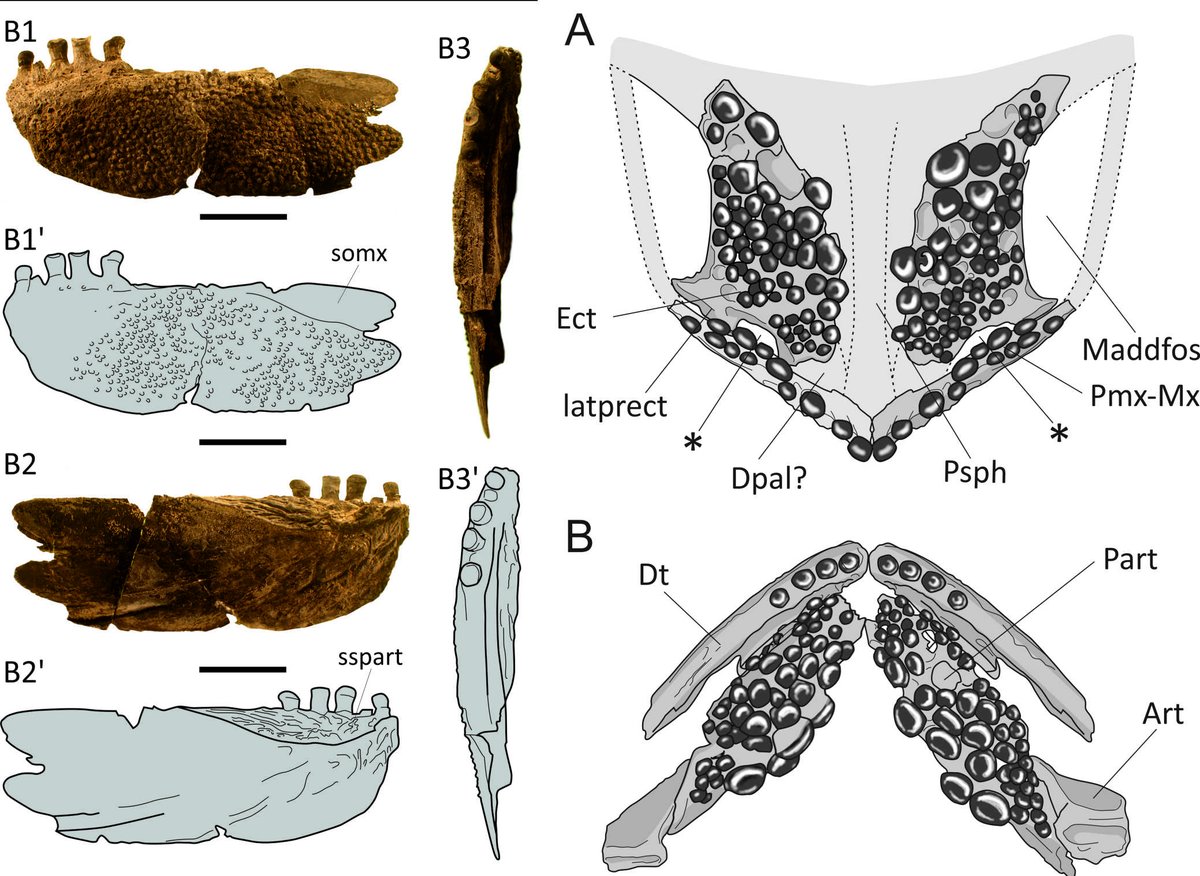 where bone fragments can tell us a whole fish story... doi.org/10.1002/spp2.1… @T_Argyriou, @Triassic_Fishes, @MuseumGeneve, #fossil, #fish