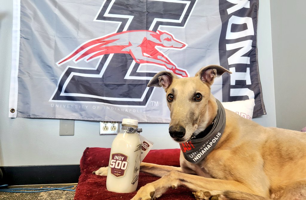 Winners Drink Milk! 🥛 Thank you for my #indy500 souvenir milk bottle, @IMS. 🐾 Is it May yet?🏎💨 #indianapolis #indycar #uindy #gradythegreyhound