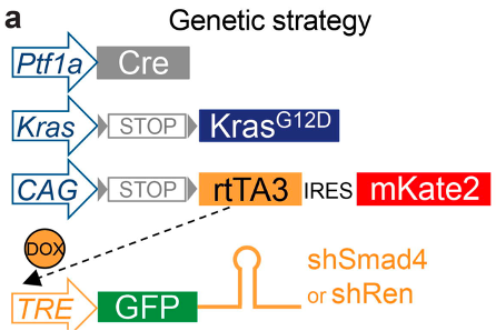 ktsanov's tweet photo. A paradigm of such mutations is #SMAD4 inactivation, a hallmark of multiple GI malignancies w/ highest frequency in #PDAC. To determine if met tumors remain dependent on SMAD4 inactivation, we developed a new mouse model of met PDAC that enables reversible SMAD4 depletion. 3/n https://t.co/bdin9YrtxQ