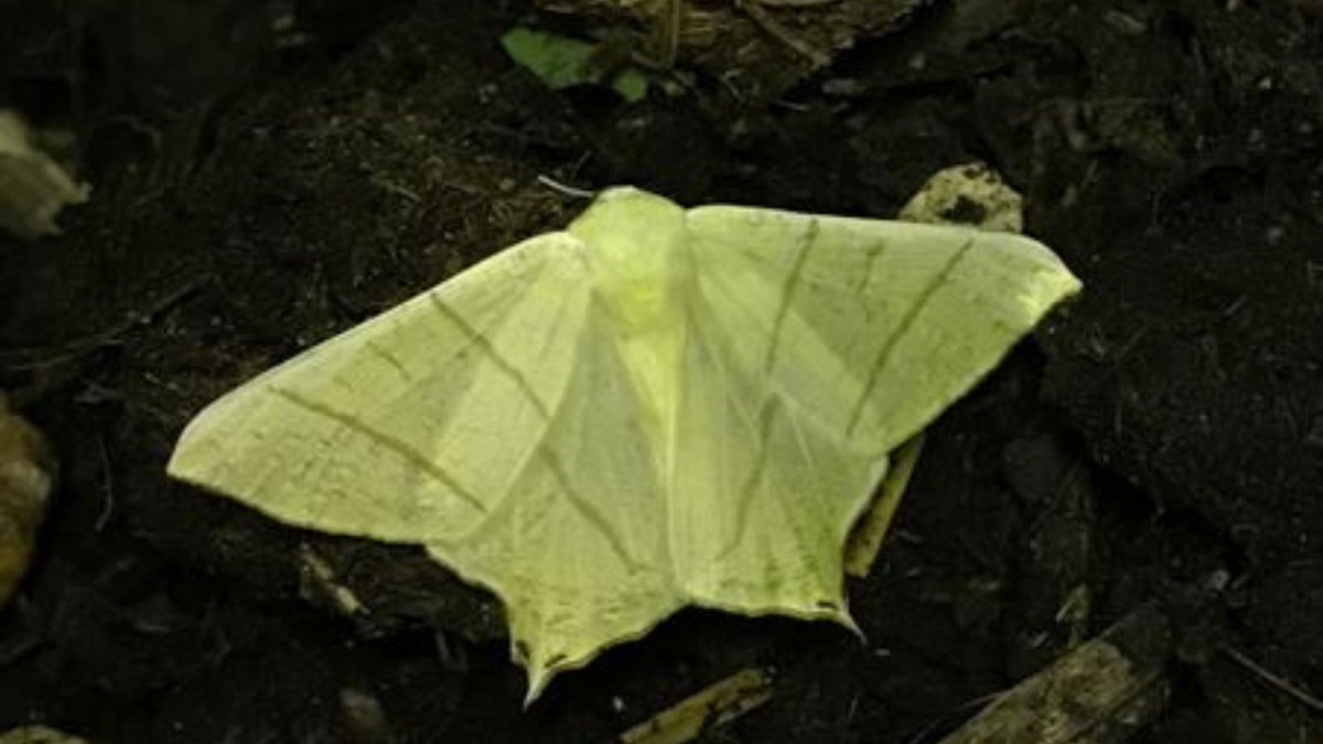 Moth Nights 2024 We are resuming our moth nights over the summer with opportunities to see a variety of moths as the summer progresses. 🎟️gilbertwhiteshouse.org.uk/event/moth-nig…