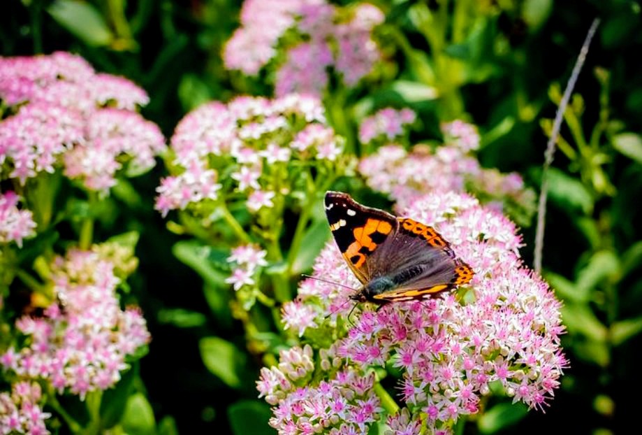 B🌹👋 tweet media