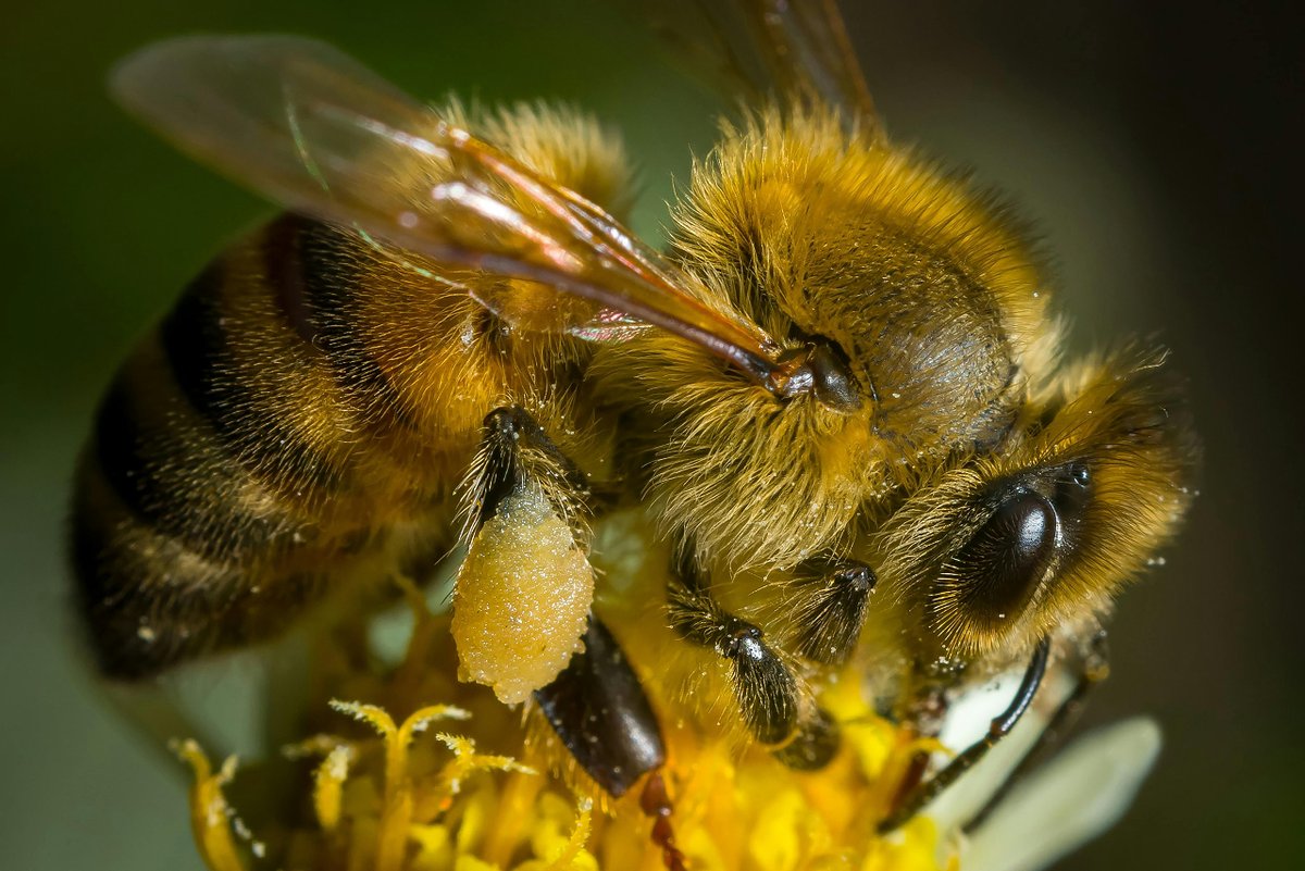 🌼🐝 Ya está aquí la época preferida de las #abejas... ¡Bienvenida #primavera! 🍯 Durante estos meses la colmena se llena de polen, #miel y nuevas abejas a las que alimentar. 🌸 ¡Feliz #Equinocciodeprimavera! #extremadura #dulce #naturaleza #medioambiente