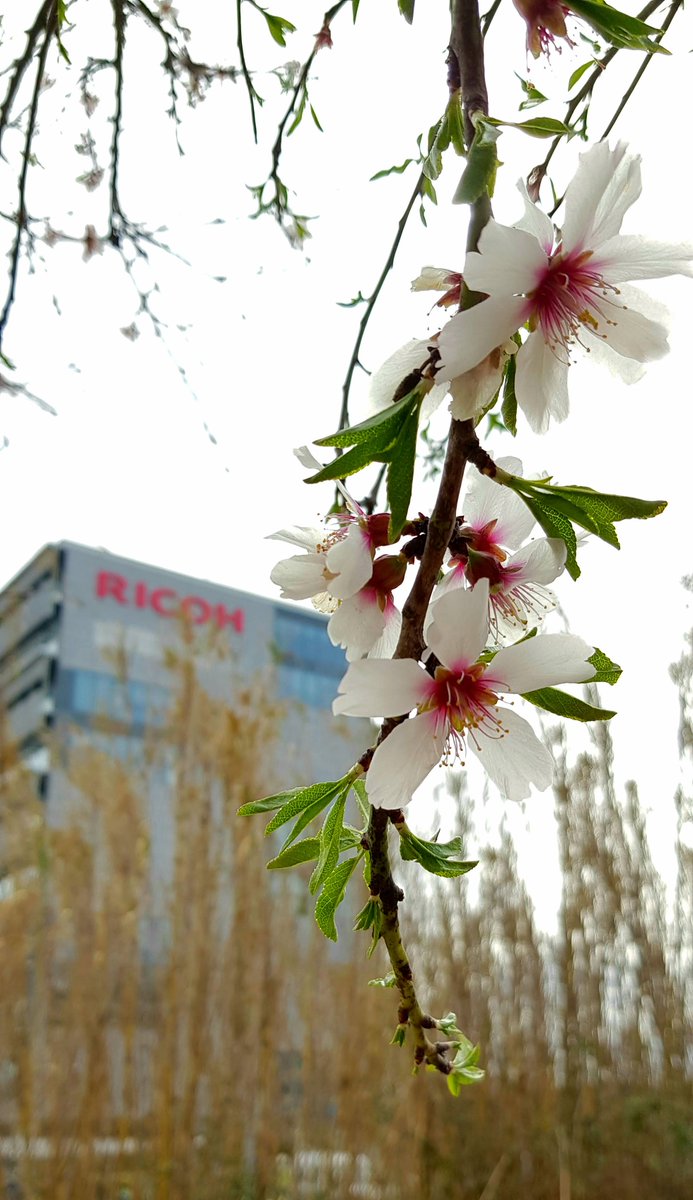 ricohspain tweet picture