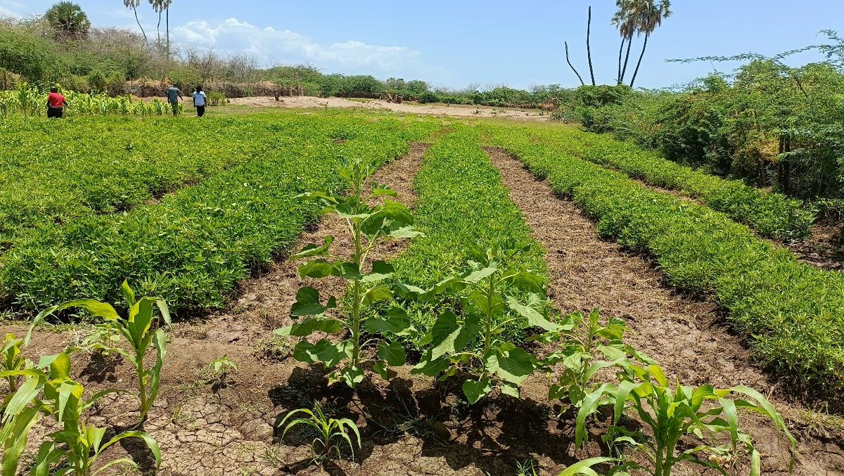 We are amidst #DroughtRecovery & #resiliencebuilding in Turkana thanks to community efforts & the support of @Concern and @funds4disaster! 

From restoring irrigation canals to empowering farmers like Godfrey Aemun, together we're sowing seeds towards improved #nutritionsecurity