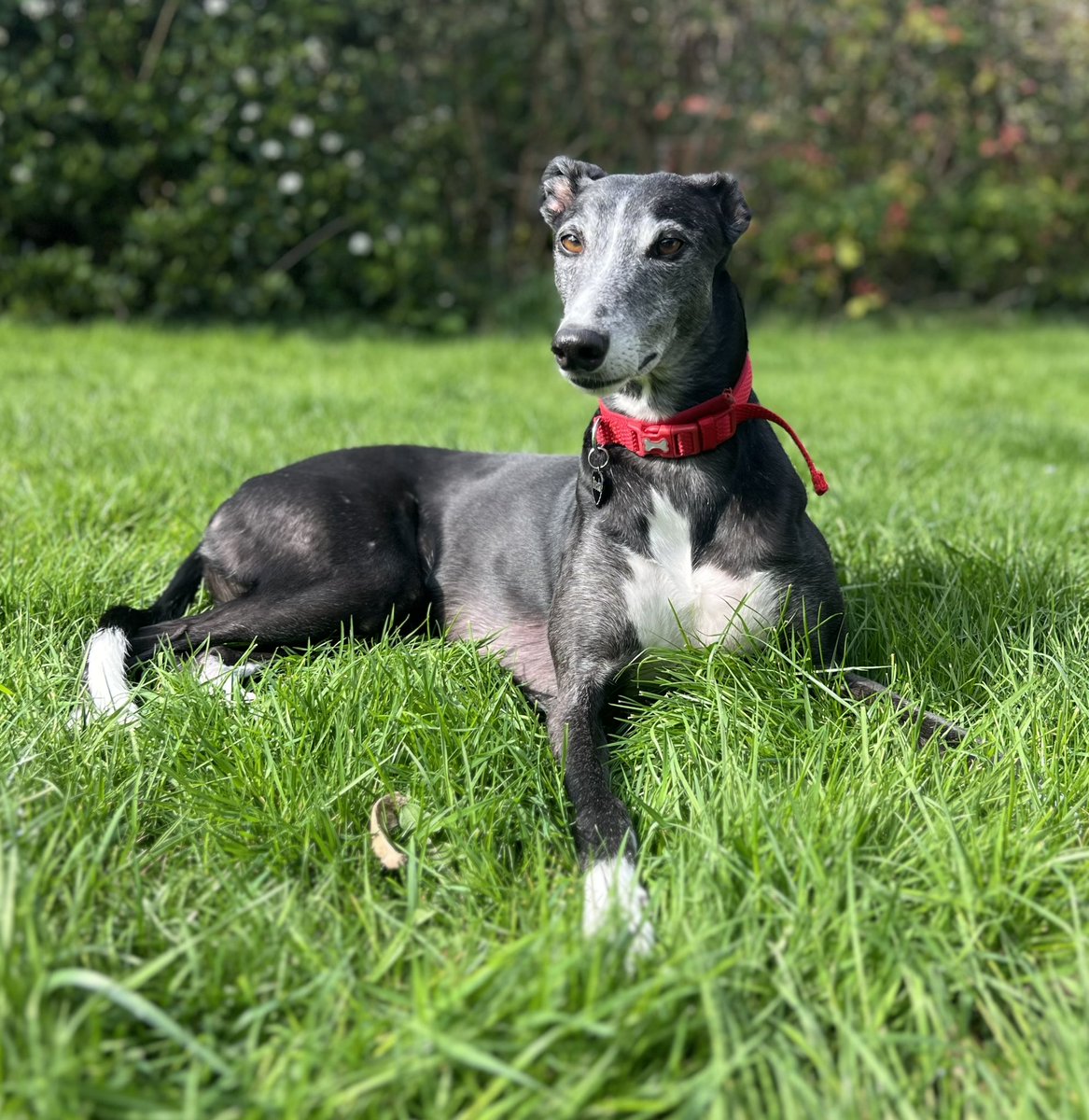 My girl knows spring is here🌼First bit of sun and she is loving it☀️

#retirednotrescued 
#retiredgreyhound