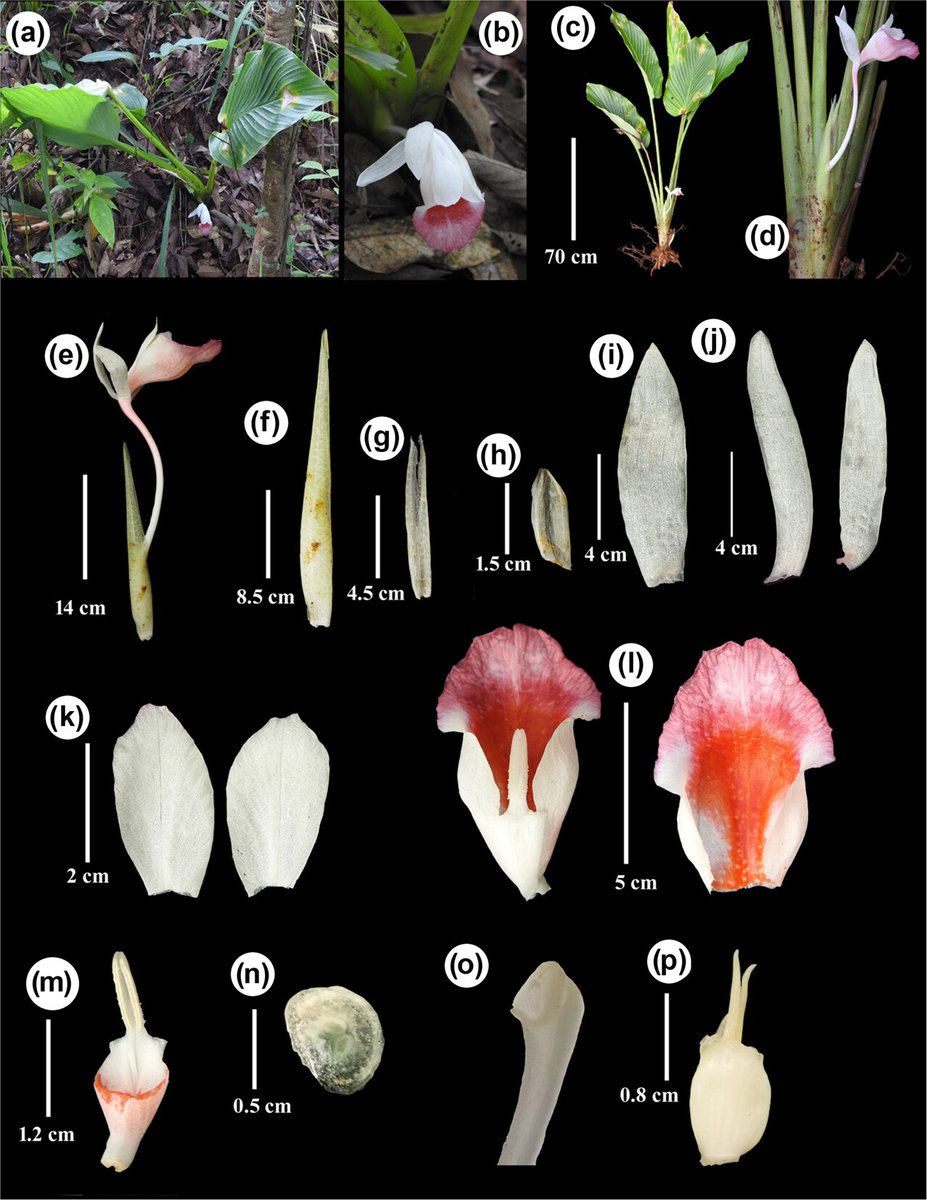 NordicJBotany tweet picture