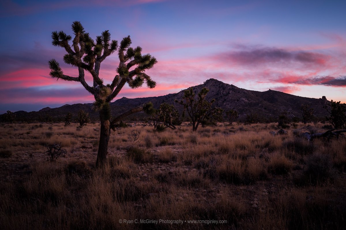 'High desert in Mojave National Preserve at dawn as a Joshua Tree foregrounds the mountains.  It was a chilly sunrise dipping into the 20s, but beautiful clouds and light made up for it! #California' - @rcmcginley