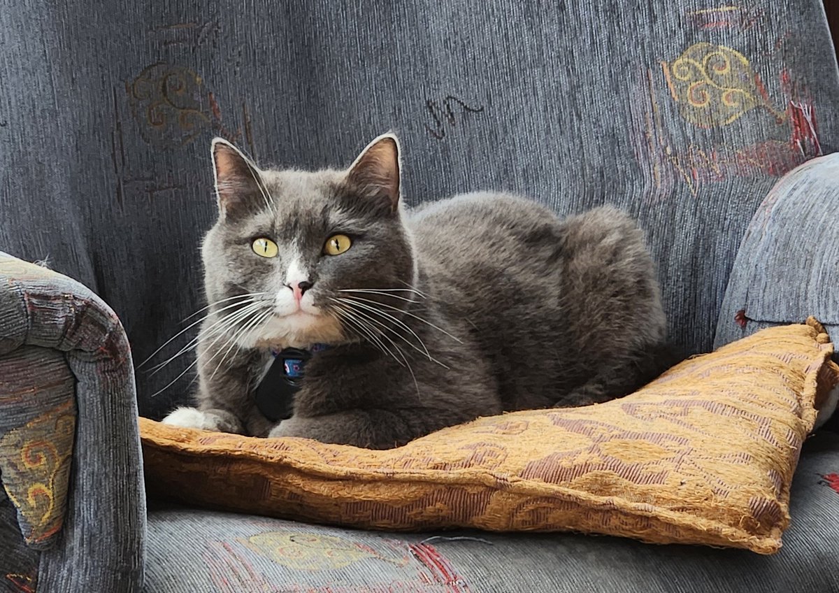 Привет. Моего кота Томаса убили вчера 19 марта вечером в Ереване в Арабкире между 18 и 22 вечера. Я нашел его с ножевыми ранениями в спине, изувеченного и перевязанного проволкой. Рядом лежал нож. Мы написали заявление в полицию, но пока результатов нет.