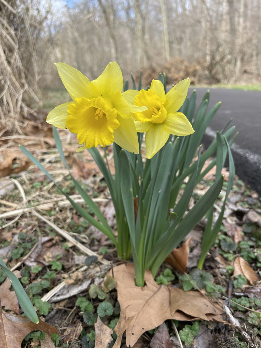 'Moo of Writing: a guide for creative writers' prompt: Inside spring's cupboard . . .write for 10 min. #writerscommunity #poetry #amwriting @WomenWriters