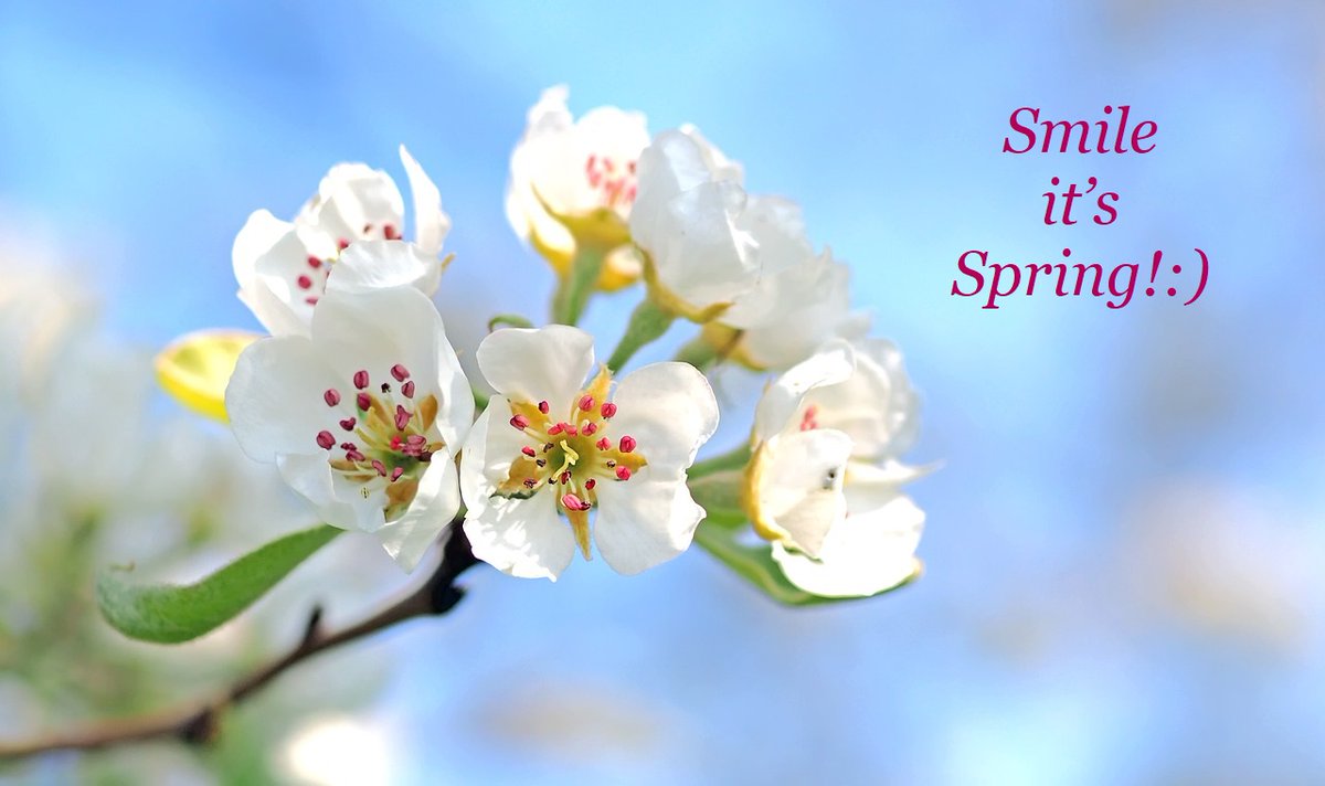 AromatherapyTod's tweet photo. Hello Spring!
Live in full bloom!🥰🥀🌹🪻🌞 https://t.co/NmWhwXuf1u