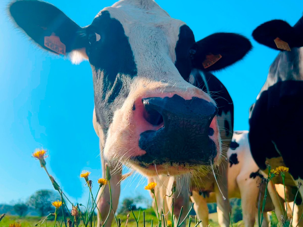 Campos verdes 🌱, cheos de flores 🌼e vacas moi felices 🐄. Como non nos vai encantar esta estación do ano? Benvida primavera!🤗 #Primavera