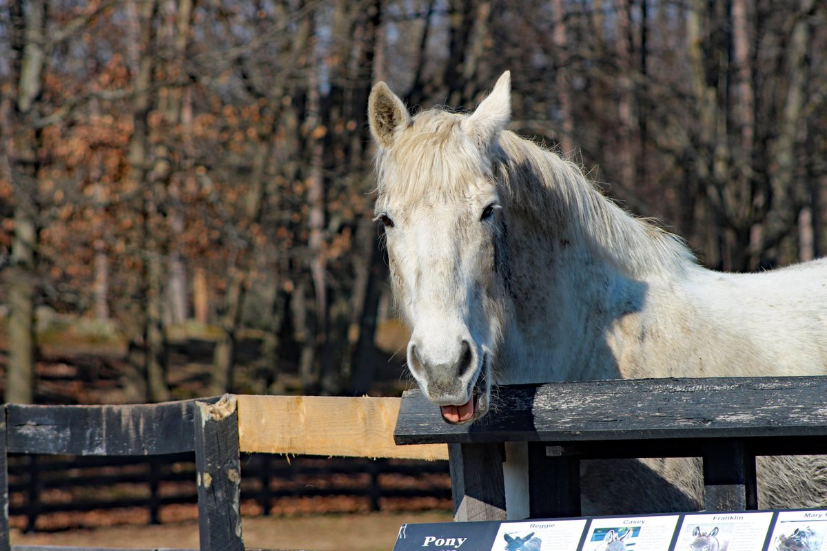 EquineAdvocates's tweet image. Happy Friday and #NationalGoofOffDay! Be a little silly today, just like Amos 😛