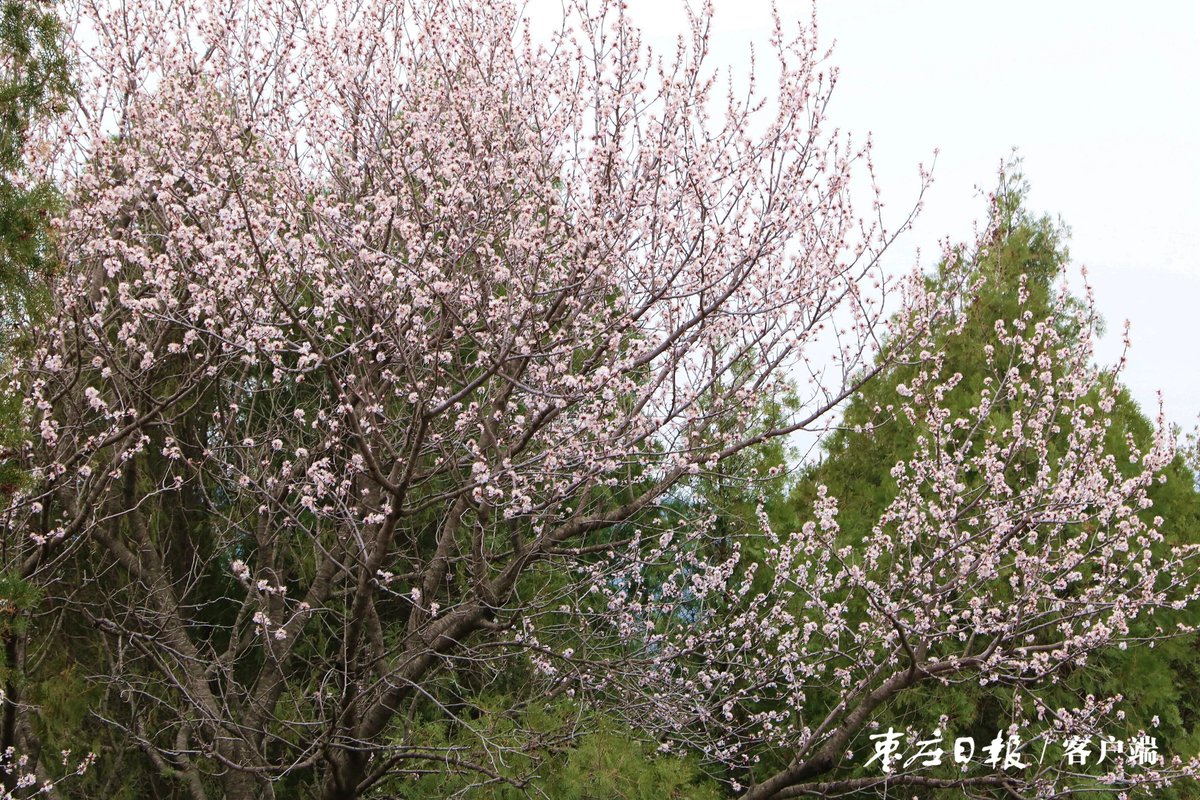 ZaozhuangChina's tweet photo. In March, as everything comes back to life, it is the perfect time to admire peach blossoms. A large number of tourists are heading to Dongdishui Village in #Shanting District to enjoy the sea of peach blossoms and feel the breath of spring. https://t.co/vNkl934mvF