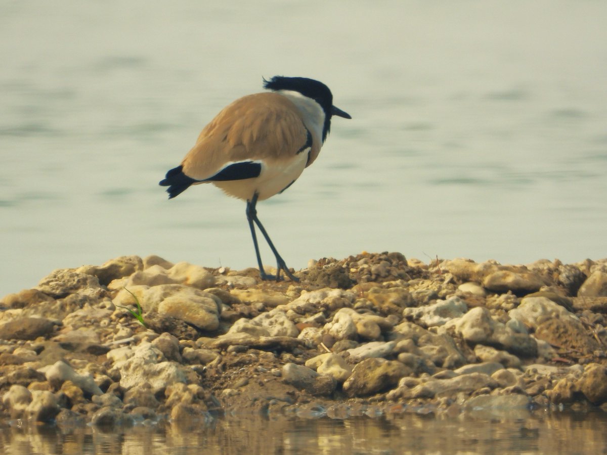 It's a lapwing and it's on a river. It's the River Lapwing! #WaderWednesday