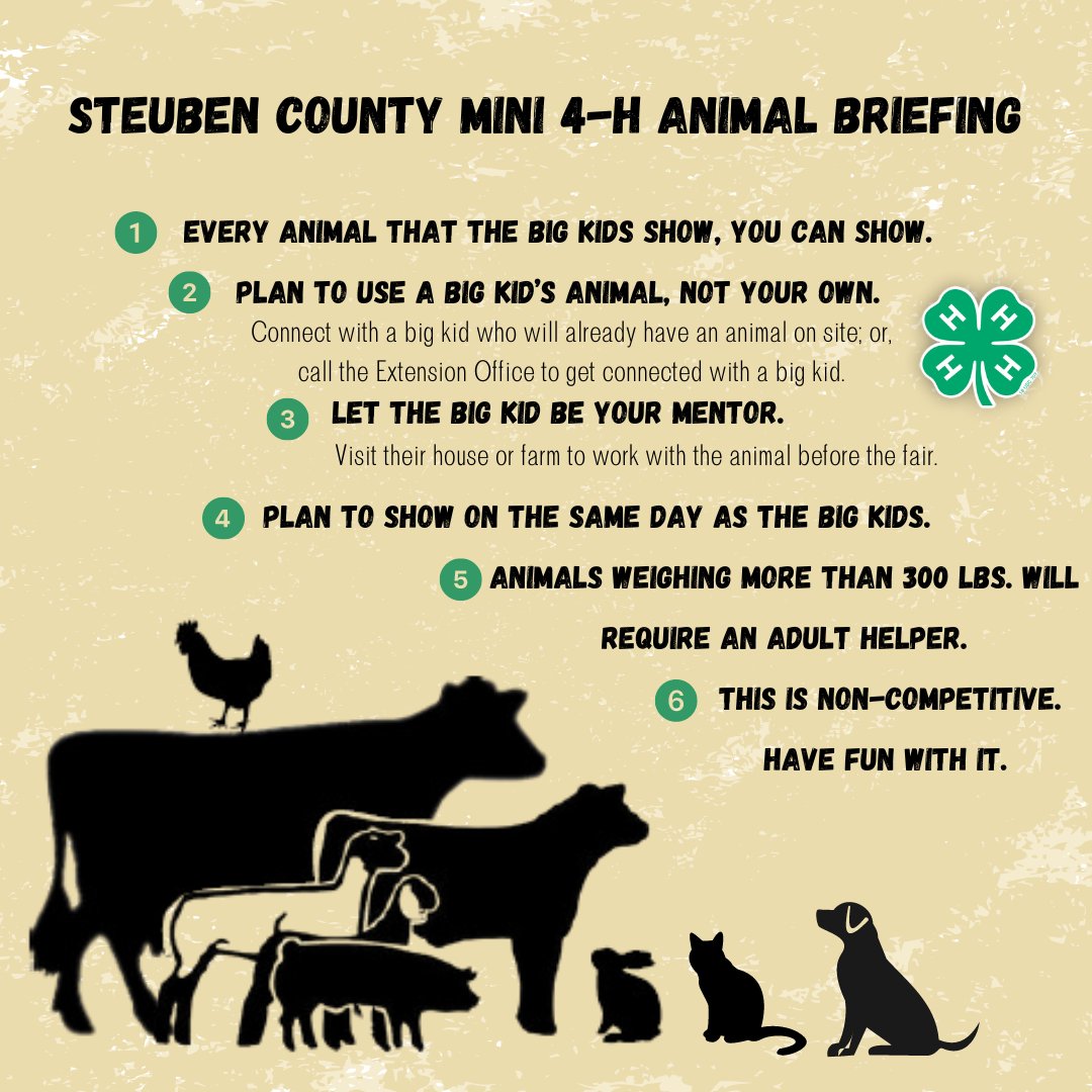 SteubenCo4H's tweet photo. Did you know Mini 4-H members can show livestock? It's a little different than regular 4-H, but offers a great opportunity for Mini 4-Hers to get experience with a livestock animal and be mentored by an older 4-H member! Have questions? Call our office at 260-668-1000 ext 1400. https://t.co/QlE42XfecI