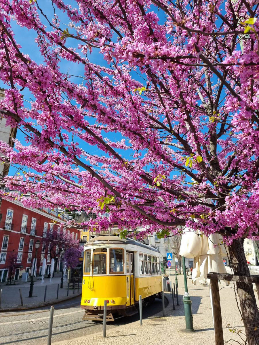 Estão a florescer novidades 🌸 💜 New things blooming 📷@LisboaLive_ #MEOKALORAMA #primavera #spring #Lisboa #LisboaSecreta #VisitLisboa #VisitPortugal #Festival #ParquedaBelaVista #LastTourPortugal #LastTour