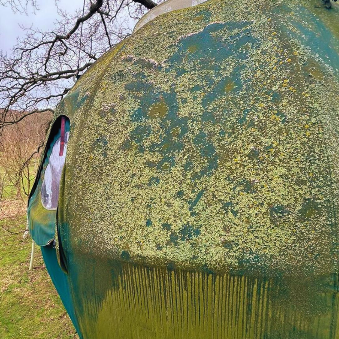 TreeTents's tweet image. We&apos;ve given this #TreeTent a much-deserved spruce up ✨

We wanted to see what happens when left to the elements...
9 years on, vibrant lichen had made the tent&apos;s facade look right at home, whilst the structure remains strong, secure &amp;amp; waterproof. 
buff.ly/3PsBsPP