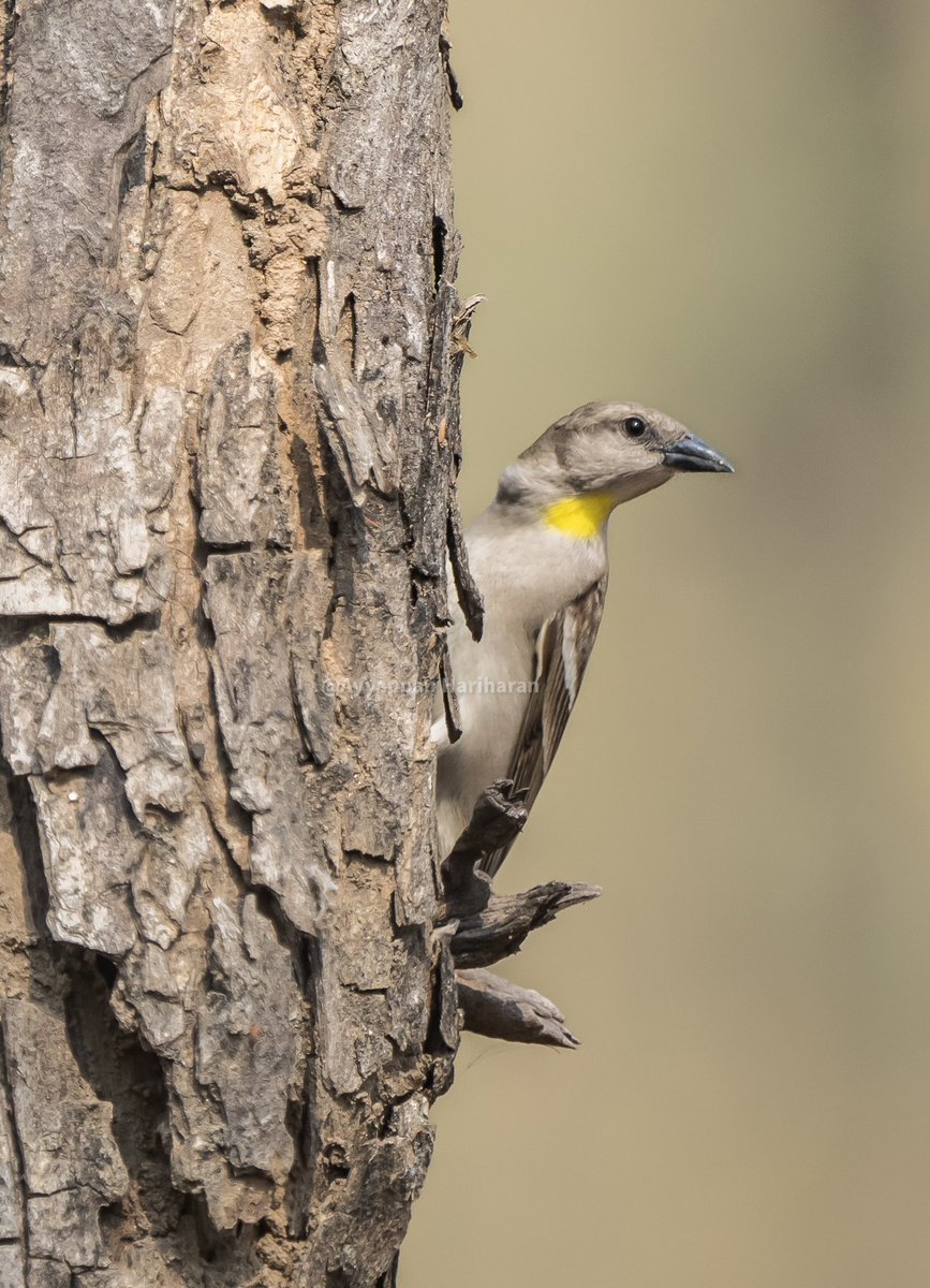 #WorldSparrowDay Lest we forget these so simple yet so beautiful birds. House sparrow, russet sparrow, tree sparrow & yellow-throated sparrow. Big shout out to them.Join me in celebrating these lovely birds. #IndiAves #natgeoindia #BBCWildlifePOTD #ThePhotoHour @ParveenKaswan