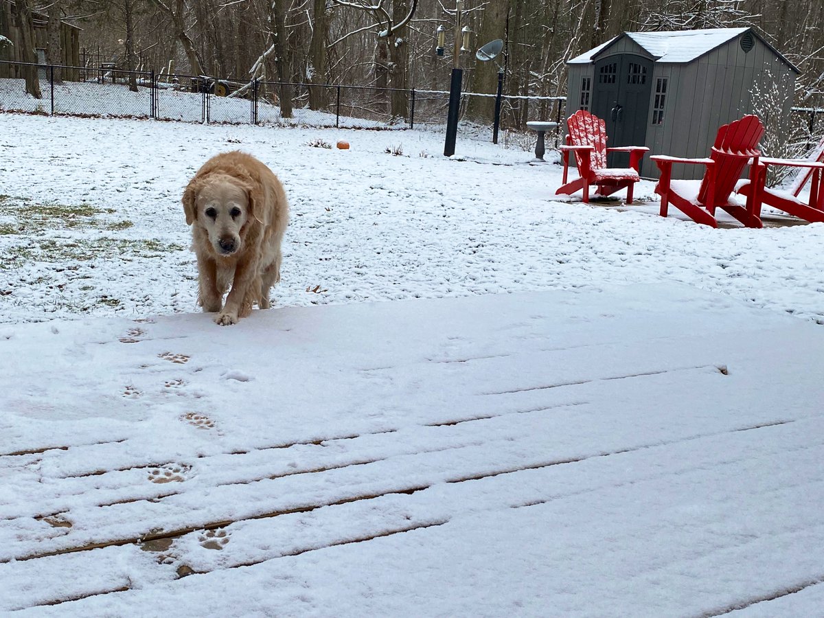 Happy Wednesday friends! On this first full day of Spring we woke up to more snow 😫. #dogs #GoldenRetrievers