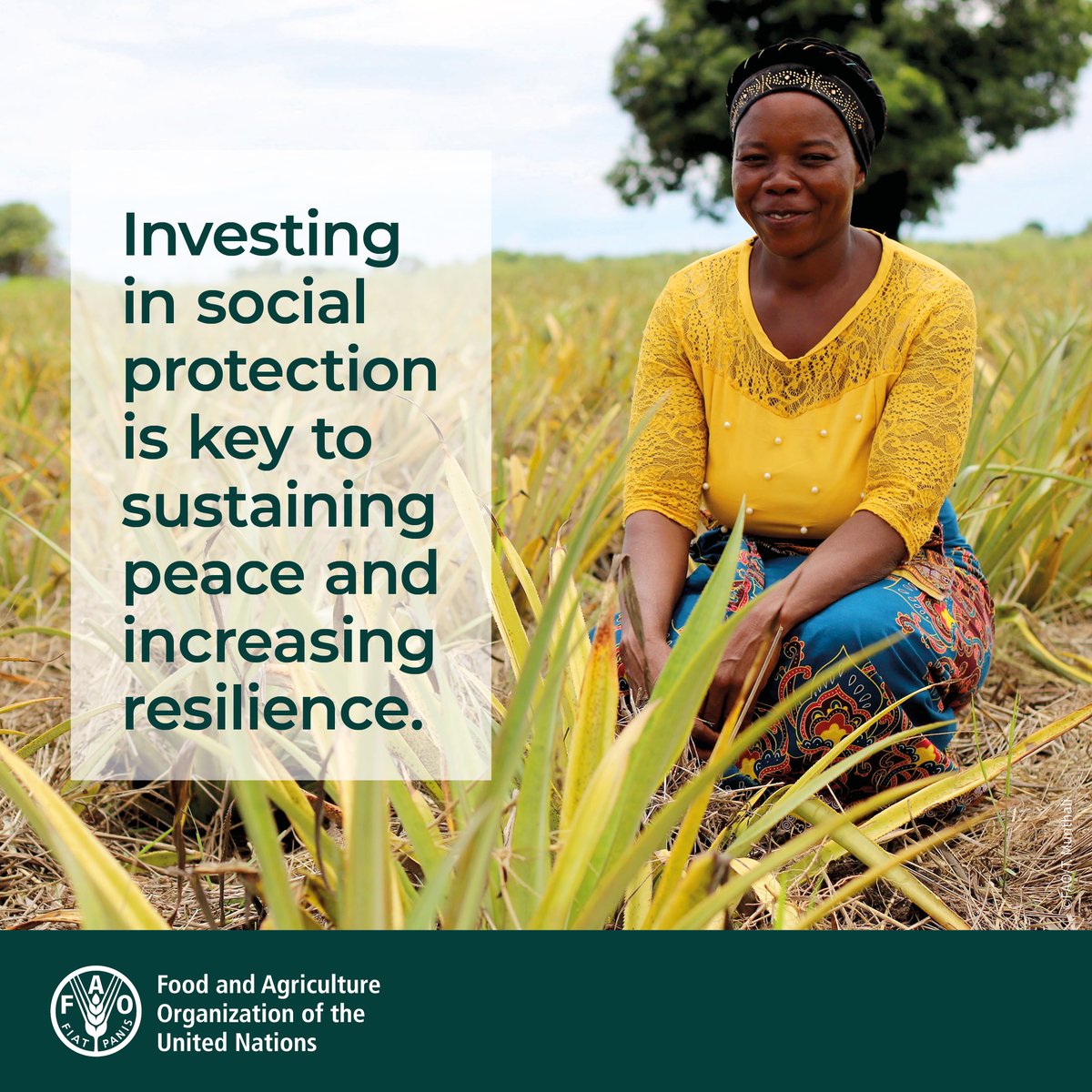 Peace is at the heart of achieving each & every one of the 17 #SDGs. 🕊️ @FAO is committed to supporting governments to implement #SocialProtection interventions that contribute to sustaining peace. Find out more 👉🏽doi.org/10.4060/cc9175… #SDG16