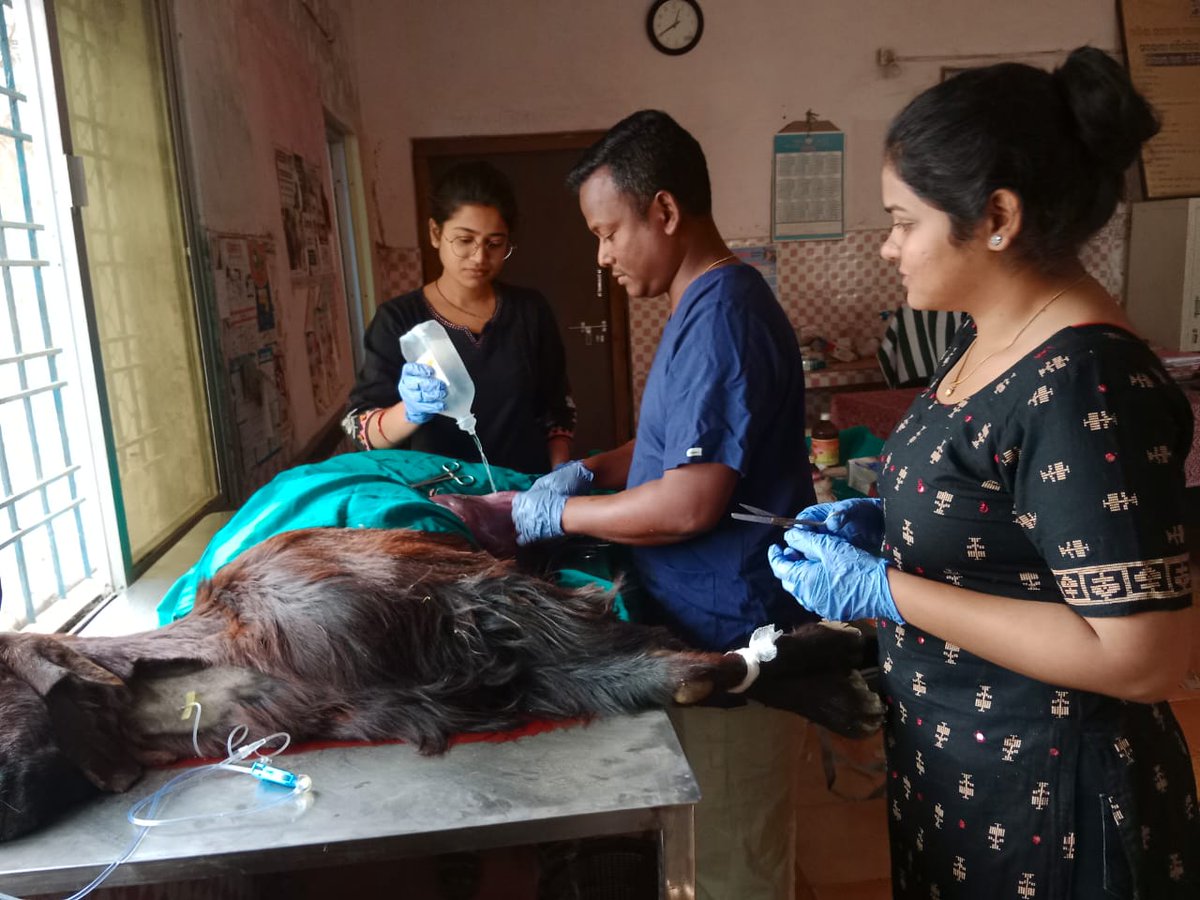 Emmergency CS performed on a Jamunapari doe to take out dead foetuses at DVH,Nabarangapur by the vets of DVH under regional anaesthesia..<a href="/CMO_Odisha/">CMO Odisha</a> <a href="/dahvsodisha/">Directorate of AH&VS Odisha</a> @farddept