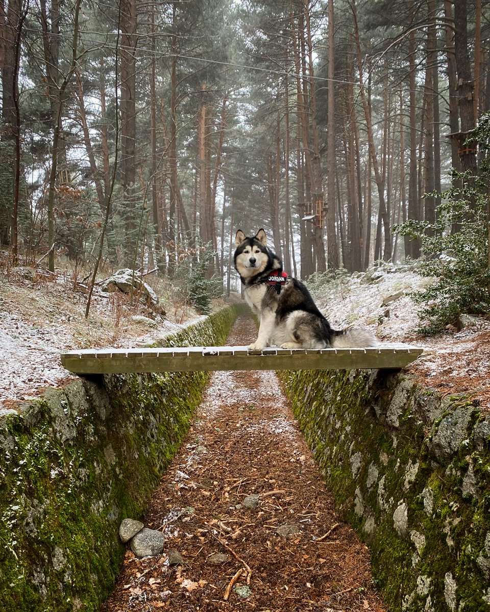 jordanmalamute tweet picture