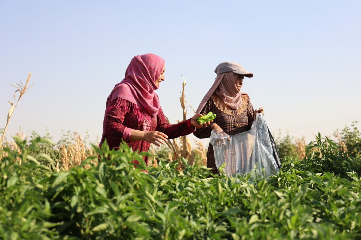 13 years of conflict in #Syria and hunger is at record levels. #WFP will only support 1 million people - 1/3 of the severely food insecure- due to lack of funding. We must reach those that need us and invest in early recovery to reduce needs. A win-win for donors and communities.