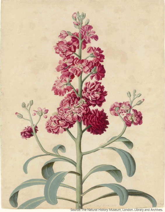 NHM_Library's tweet photo. 🌷Follow this link to view these #Botanical #Artworks by William King (fl.1760s) online. Take a look at other #DigitisedCollections available on our website too.🌸🌹
https://t.co/5o6jnIzK3a
#OnlineAccess #DigitialHummanities #Springtime https://t.co/VVRMQwMUCU