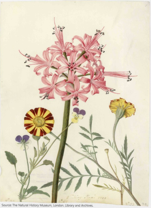 NHM_Library's tweet photo. 🌷Follow this link to view these #Botanical #Artworks by William King (fl.1760s) online. Take a look at other #DigitisedCollections available on our website too.🌸🌹
https://t.co/5o6jnIzK3a
#OnlineAccess #DigitialHummanities #Springtime https://t.co/VVRMQwMUCU