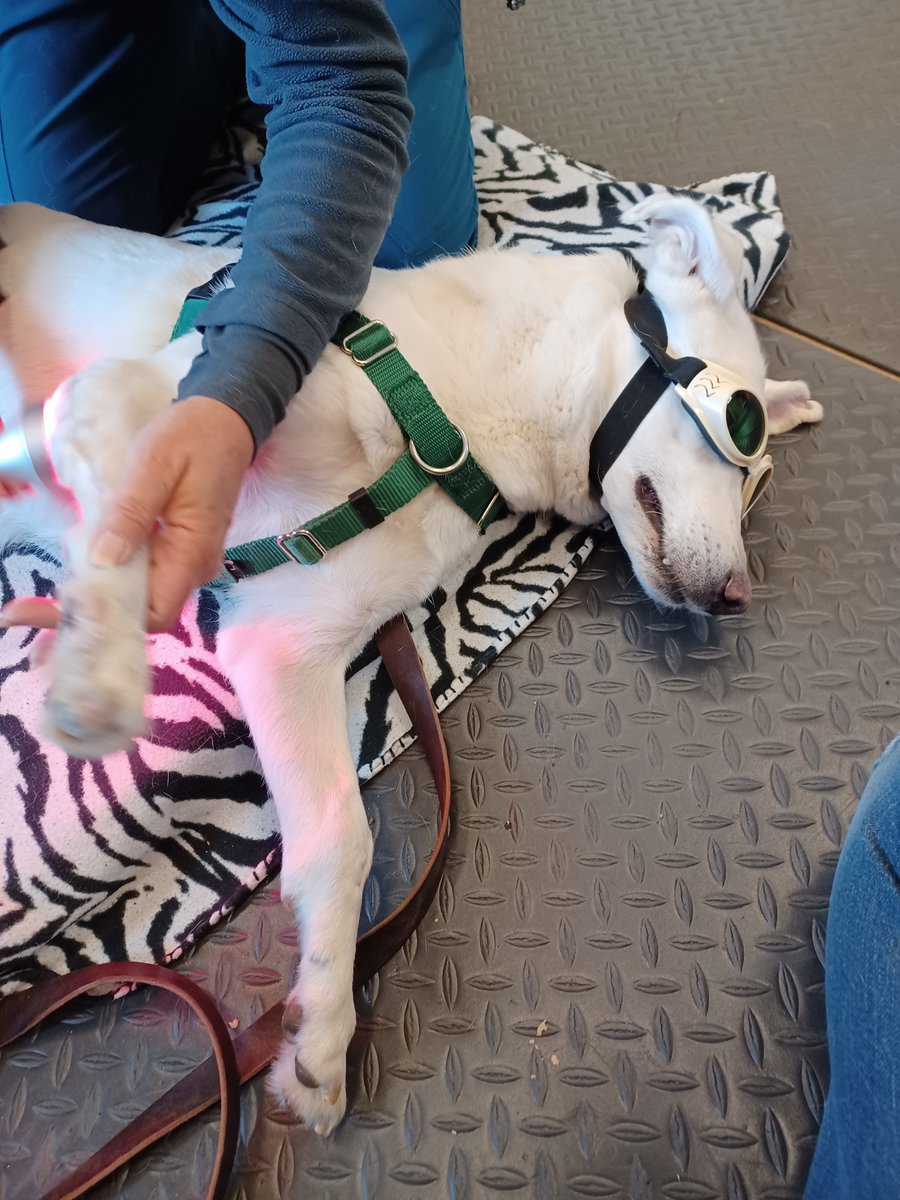 Who's a cool girl! Remember our beautiful Deana Moriarty, who once had two completely twisted and broken front legs? Two surgeries later in Virginia, she's doing laser therapy and physiotherapy and running around on all four straight legs! So many thanks to her amazing adopter!