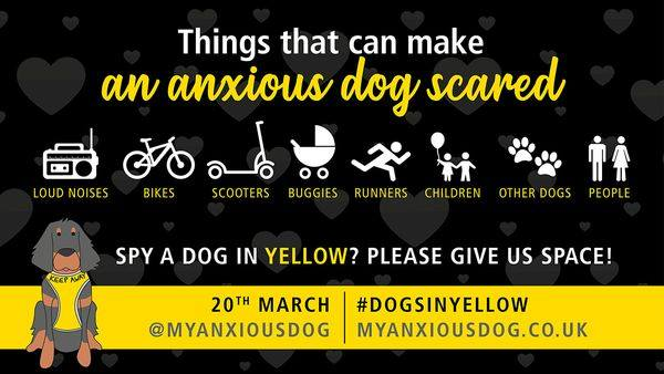 galgos_GIN's tweet photo. Today is national #dogsinyellowday, raising awareness of dogs that need a little bit of extra space to cope with the world. The message is simple: if you see a dog wearing yellow, put yours on a lead and give them what they need. You'll be making their day a little bit easier ๐ https://t.co/5Aazj5Pani