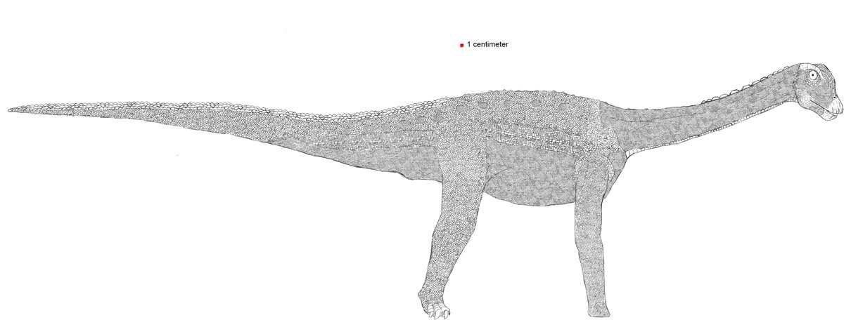 Here's the concept art I created for the baby dippy models at <a href="/UZH_en/">University of Zurich</a> new exhibit! The skin is a mix of Diplodocus, titanosaur, and general speculative scale patterns. NOTE: DONT USE FOR REFERENCE, I will quote with a version u can use for reference